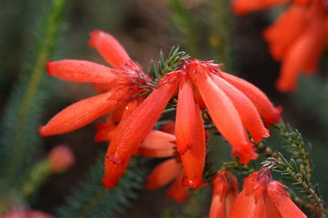 花形状|花の形（1）